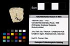 Foto (Objekt + Etikett) von Goniodromites bidentatus (Reuss, 1858)  (NHMW-GEO-1990-0041-2602)